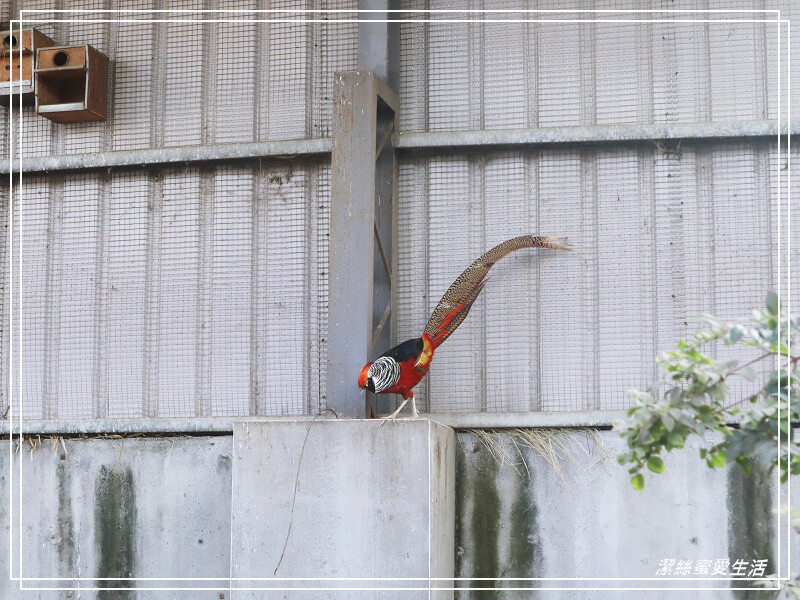 嘉義縣民雄鄉三隻小豬觀光農場-嘉義民雄/少少門票大大玩樂!超多動物x遊樂區xDIY~欲罷不能的童話世界
