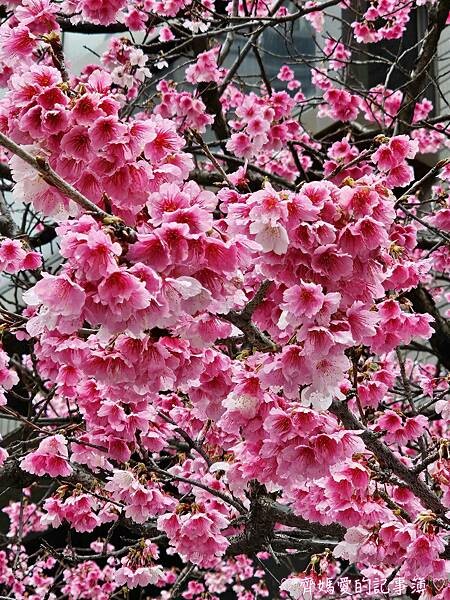 桃園.華泰名品城(華泰唐人街) / 林口星巴克 (三色櫻) 桃園.華泰名品城(華泰唐人街) / 林口星巴克 (三色櫻)