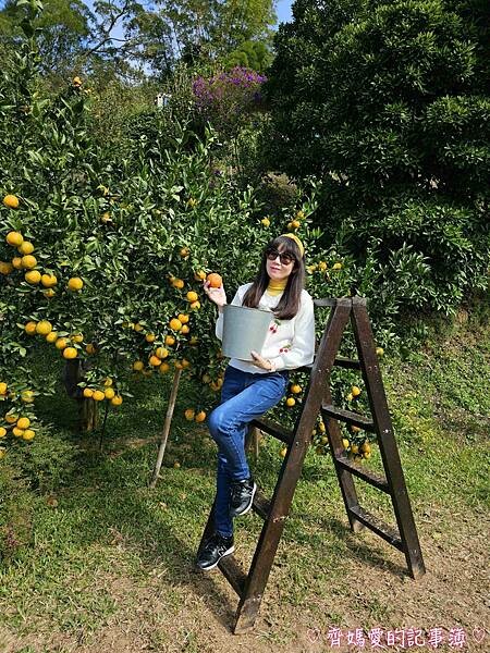 苗栗頭屋．橙香森林 (橘子果園 / 橙香隧道 / 玻璃屋)