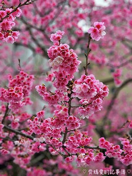 桃園.華泰名品城(華泰唐人街) / 林口星巴克 (三色櫻) 桃園.華泰名品城(華泰唐人街) / 林口星巴克 (三色櫻)
