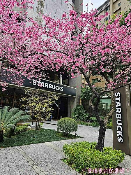 桃園.華泰名品城(華泰唐人街) / 林口星巴克 (三色櫻) 桃園.華泰名品城(華泰唐人街) / 林口星巴克 (三色櫻)