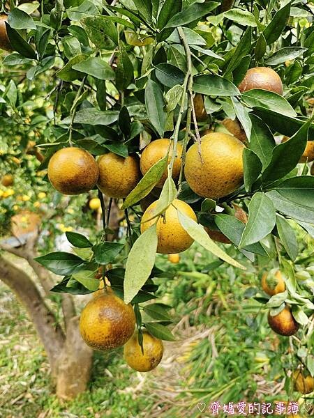 苗栗頭屋．橙香森林 (橘子果園 / 橙香隧道 / 玻璃屋)