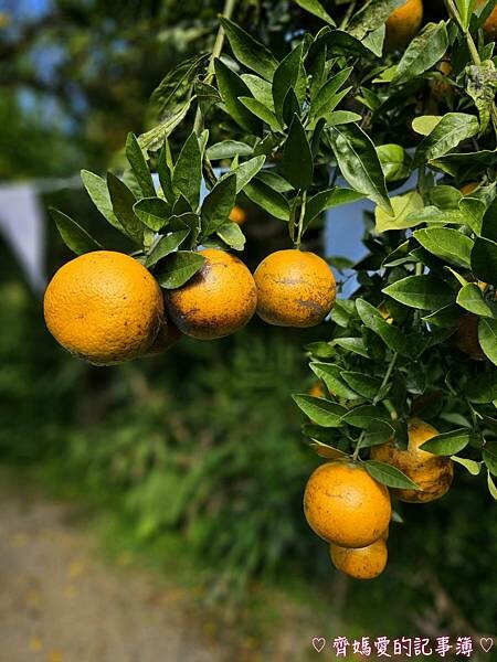 苗栗頭屋．橙香森林 (橘子果園 / 橙香隧道 / 玻璃屋)