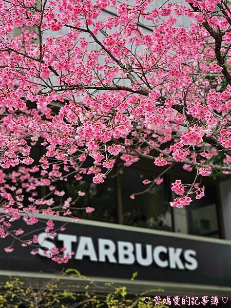 桃園.華泰名品城(華泰唐人街) / 林口星巴克 (三色櫻) 桃園.華泰名品城(華泰唐人街) / 林口星巴克 (三色櫻)