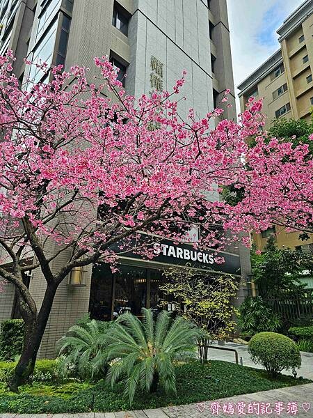 桃園.華泰名品城(華泰唐人街) / 林口星巴克 (三色櫻) 桃園.華泰名品城(華泰唐人街) / 林口星巴克 (三色櫻)