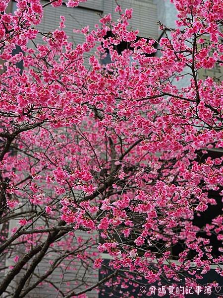桃園.華泰名品城(華泰唐人街) / 林口星巴克 (三色櫻) 桃園.華泰名品城(華泰唐人街) / 林口星巴克 (三色櫻)