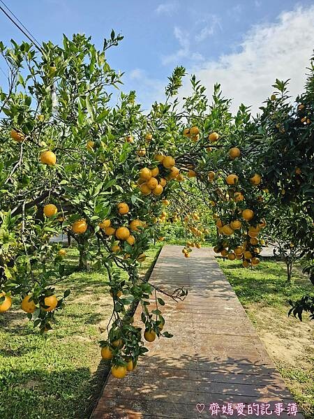 苗栗頭屋．橙香森林 (橘子果園 / 橙香隧道 / 玻璃屋)