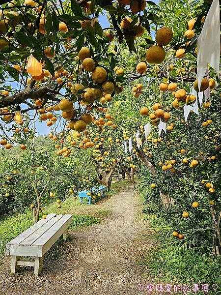 苗栗頭屋．橙香森林 (橘子果園 / 橙香隧道 / 玻璃屋)