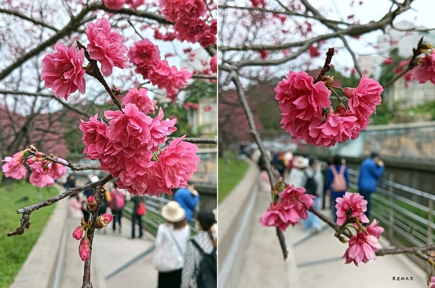 2024 0217台北內湖樂活公園賞櫻004