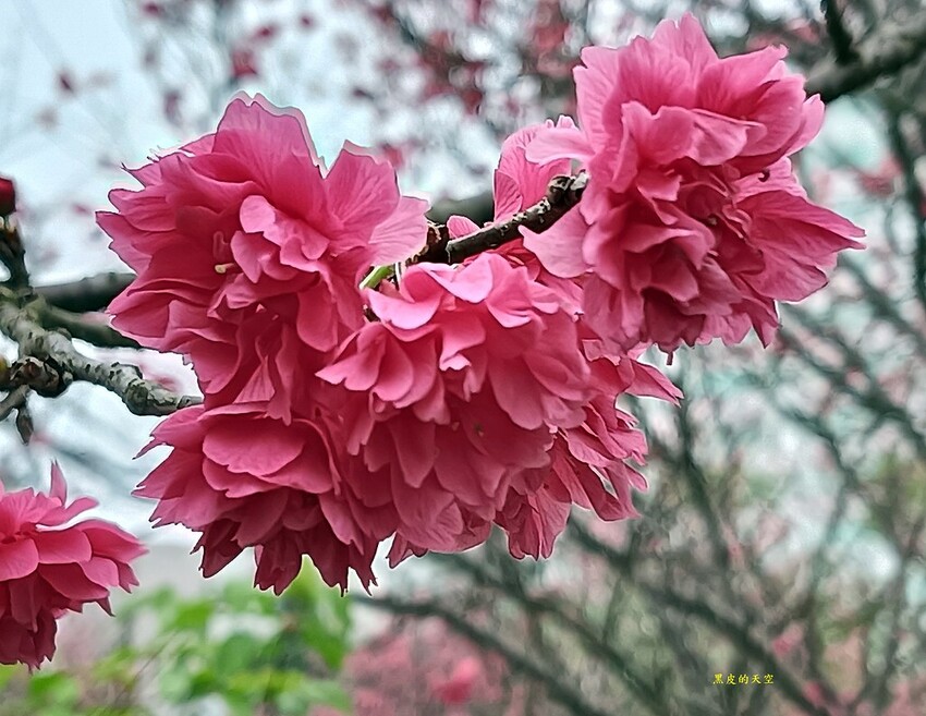 2024 0217台北內湖樂活公園賞櫻007