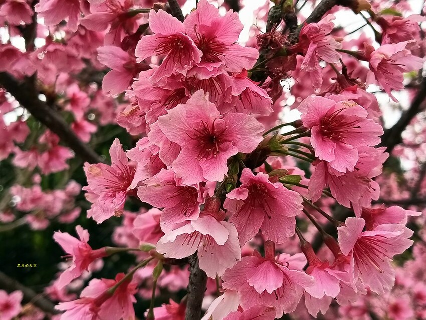 2024 0217台北內湖樂活公園賞櫻008