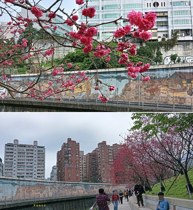 2024 0217台北內湖樂活公園賞櫻005