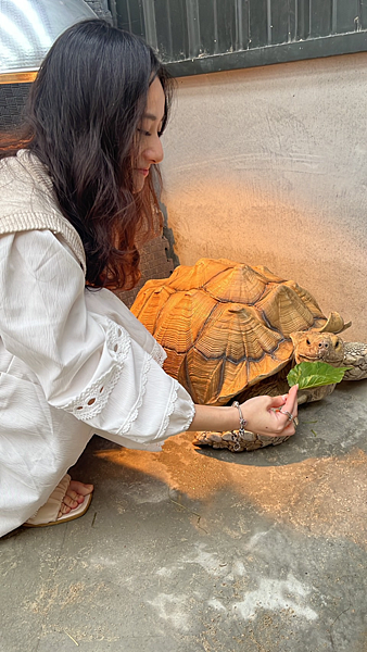 【宜蘭景點】礁溪網美必朝聖新景點|近距離餵食可愛動物|荒野沙