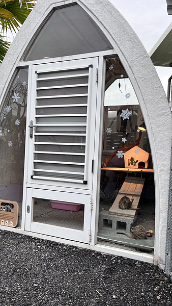 【宜蘭景點】礁溪網美必朝聖新景點|近距離餵食可愛動物|荒野沙