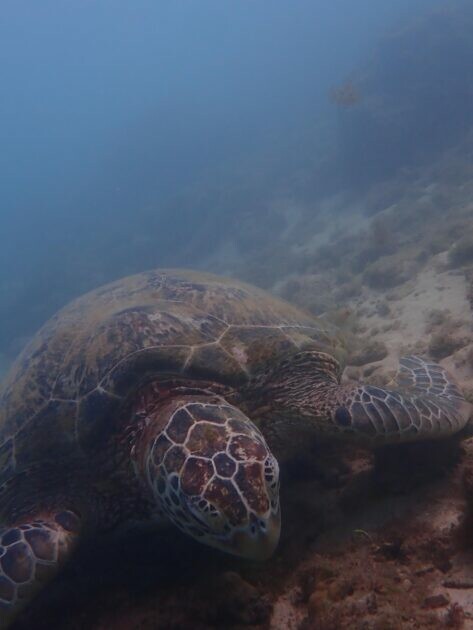 小琉球行程必體驗的5件事 除了浮潛看海龜 還有什麼必體驗的呢? | Beauty Update