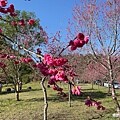 宜蘭賞櫻秘境【櫻悅景觀渡假別墅】茶園櫻花隧道,打卡免費入園| 宜蘭賞櫻秘境【櫻悅景觀渡假別墅】茶園櫻花隧道,打卡免費入園|