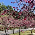 宜蘭賞櫻秘境【櫻悅景觀渡假別墅】茶園櫻花隧道,打卡免費入園| 宜蘭賞櫻秘境【櫻悅景觀渡假別墅】茶園櫻花隧道,打卡免費入園|