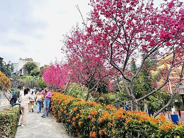★新北●鶯歌*最美拍的『鶯歌永吉公園』,擁有雙色櫻花、炮仗花