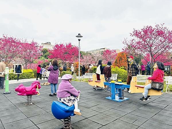 ★新北●鶯歌*最美拍的『鶯歌永吉公園』,擁有雙色櫻花、炮仗花