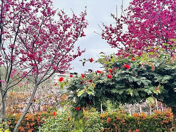 ★新北●鶯歌*最美拍的『鶯歌永吉公園』,擁有雙色櫻花、炮仗花