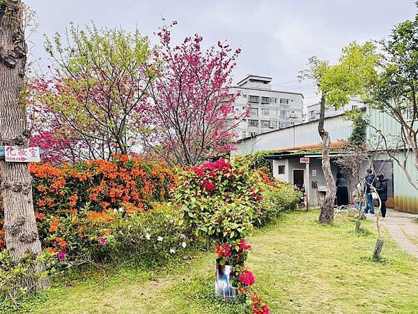 ★新北●鶯歌*最美拍的『鶯歌永吉公園』,擁有雙色櫻花、炮仗花