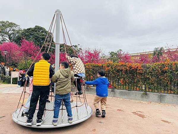 ★新北●鶯歌*最美拍的『鶯歌永吉公園』,擁有雙色櫻花、炮仗花