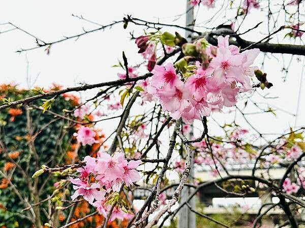 ★新北●鶯歌*最美拍的『鶯歌永吉公園』,擁有雙色櫻花、炮仗花