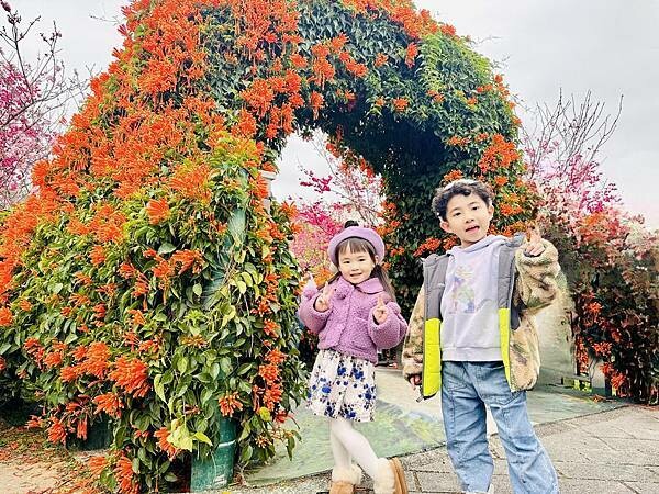 ★新北●鶯歌*最美拍的『鶯歌永吉公園』,擁有雙色櫻花、炮仗花