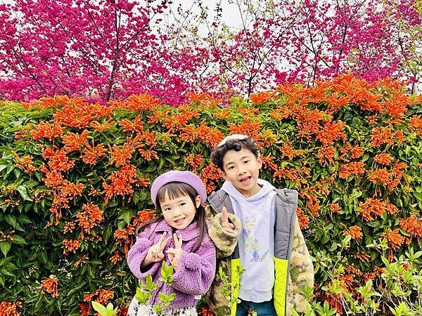 ★新北●鶯歌*最美拍的『鶯歌永吉公園』,擁有雙色櫻花、炮仗花