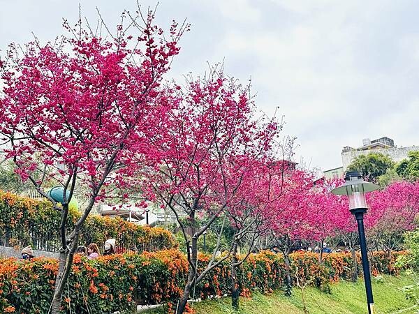 ★新北●鶯歌*最美拍的『鶯歌永吉公園』,擁有雙色櫻花、炮仗花