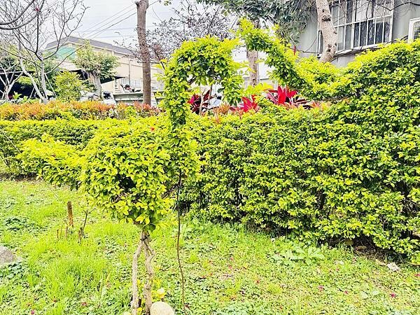 ★新北●鶯歌*最美拍的『鶯歌永吉公園』,擁有雙色櫻花、炮仗花