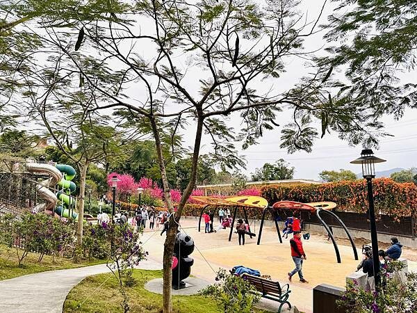 ★新北●鶯歌*最美拍的『鶯歌永吉公園』,擁有雙色櫻花、炮仗花