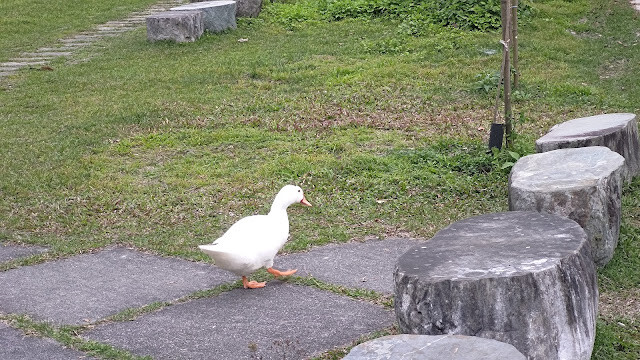 台9線景點 - 吉利潭