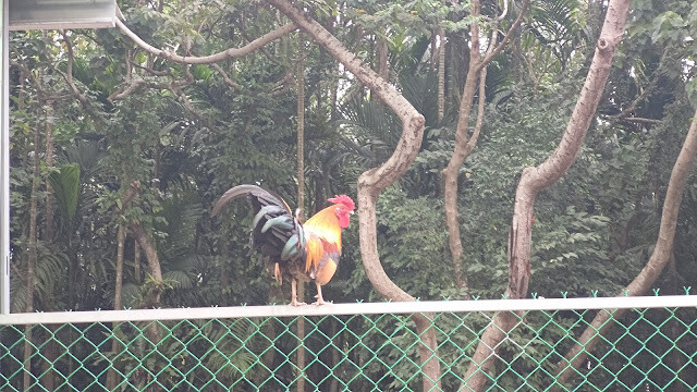 洄瀾灣景觀餐廳 - 休閒農場 - 放山雞