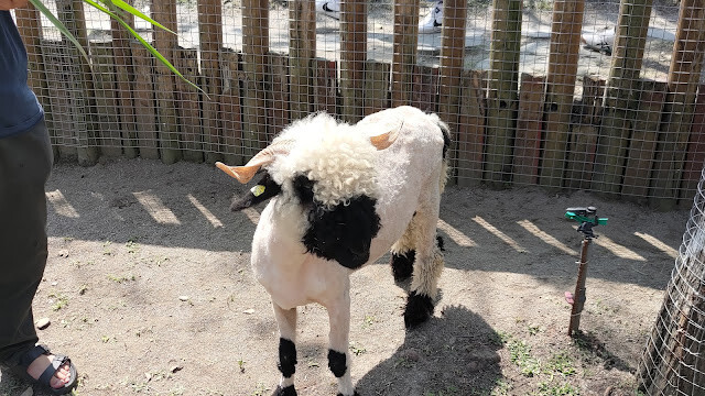 洄瀾灣景觀餐廳 - 休閒農場 - 瓦萊黑鼻羊