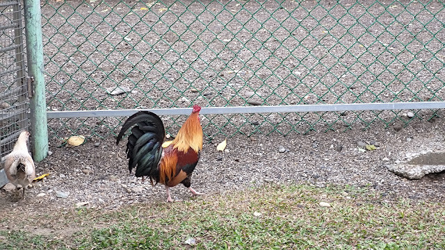 洄瀾灣景觀餐廳 - 休閒農場 - 放山雞