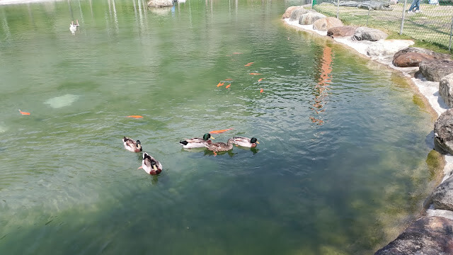 洄瀾灣景觀餐廳 - 休閒農場 - 綠頭鴨