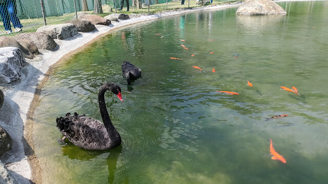 洄瀾灣景觀餐廳 - 休閒農場 - 黑天鵝