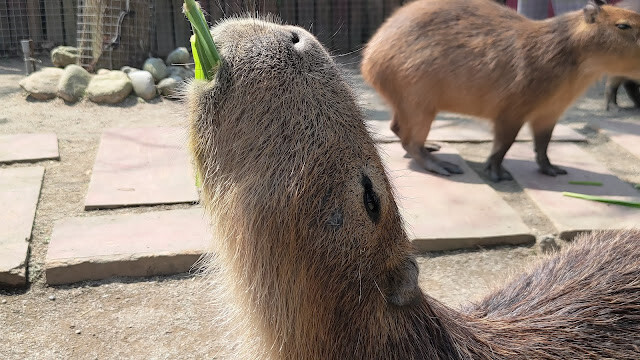 洄瀾灣景觀餐廳 - 休閒農場 - 水豚君