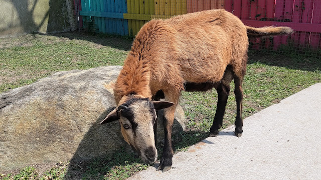 洄瀾灣景觀餐廳 - 休閒農場 - 阿爾拜因羊