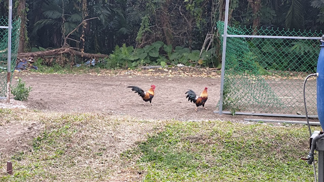 洄瀾灣景觀餐廳 - 休閒農場 - 放山雞