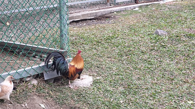 洄瀾灣景觀餐廳 - 休閒農場 - 放山雞