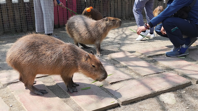 洄瀾灣景觀餐廳 - 休閒農場 - 水豚君