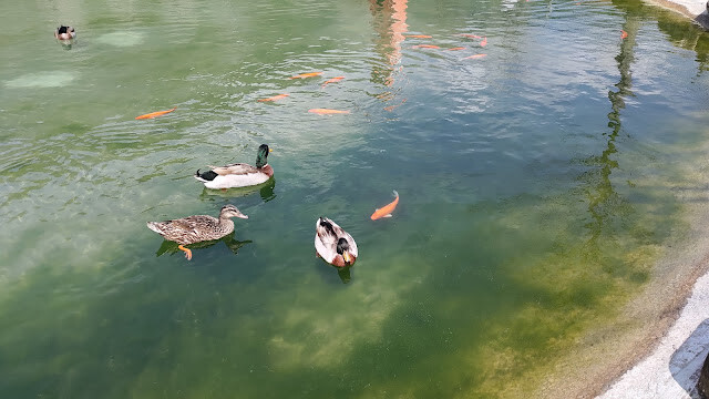 洄瀾灣景觀餐廳 - 休閒農場 - 綠頭鴨