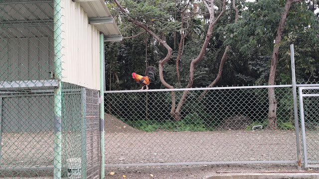 洄瀾灣景觀餐廳 - 休閒農場 - 放山雞