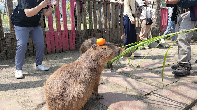 洄瀾灣景觀餐廳 - 休閒農場 - 水豚君