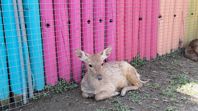 洄瀾灣景觀餐廳 - 休閒農場 - 梅花鹿