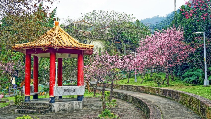 新北市新店區新店屈尺櫻花公園：現正盛放山櫻花寒櫻，快來感受櫻花的迷人風采