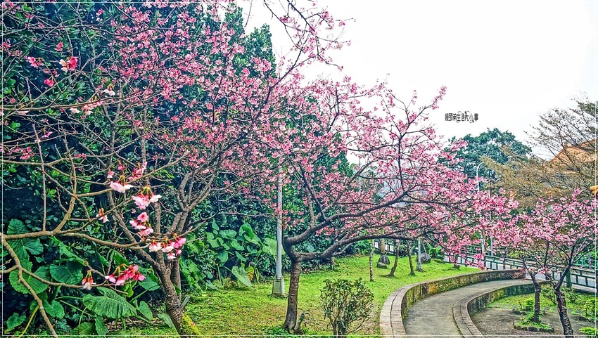 新北市新店區新店屈尺櫻花公園：現正盛放山櫻花寒櫻，快來感受櫻花的迷人風采