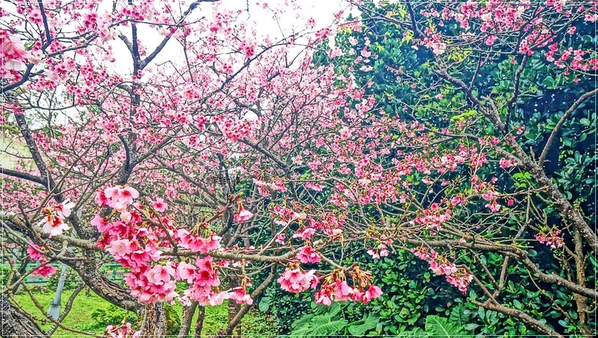 新北市新店區新店屈尺櫻花公園：現正盛放山櫻花寒櫻，快來感受櫻花的迷人風采